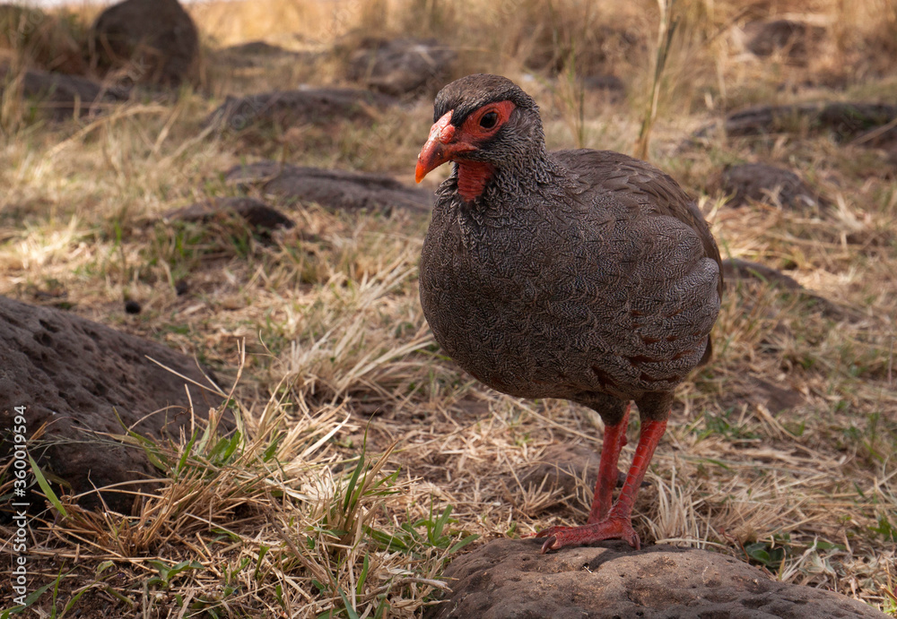 Closeup of Red-necked spurfowl, Masai Mara, Kenya Closeup of Red-necked spurfowl, Masai Mara, Kenya