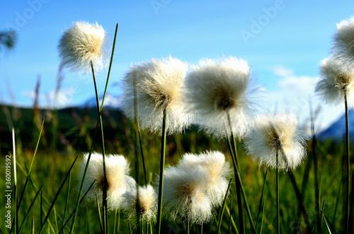 beautiful cottongrass in summer