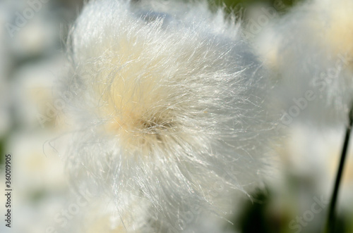 white fluffy cottongrass in summer macro © Arcticphotoworks