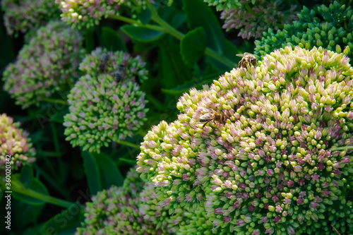 Fototapeta Naklejka Na Ścianę i Meble -  bees on flowers