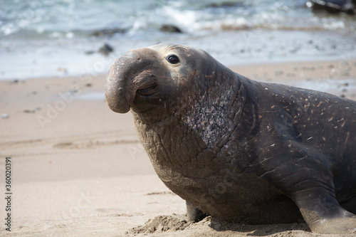 Northern Pacific Elephant Seals on California Coast