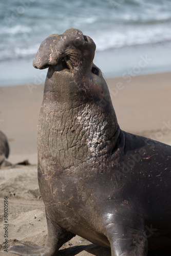 Northern Pacific Elephant Seals on California Coast