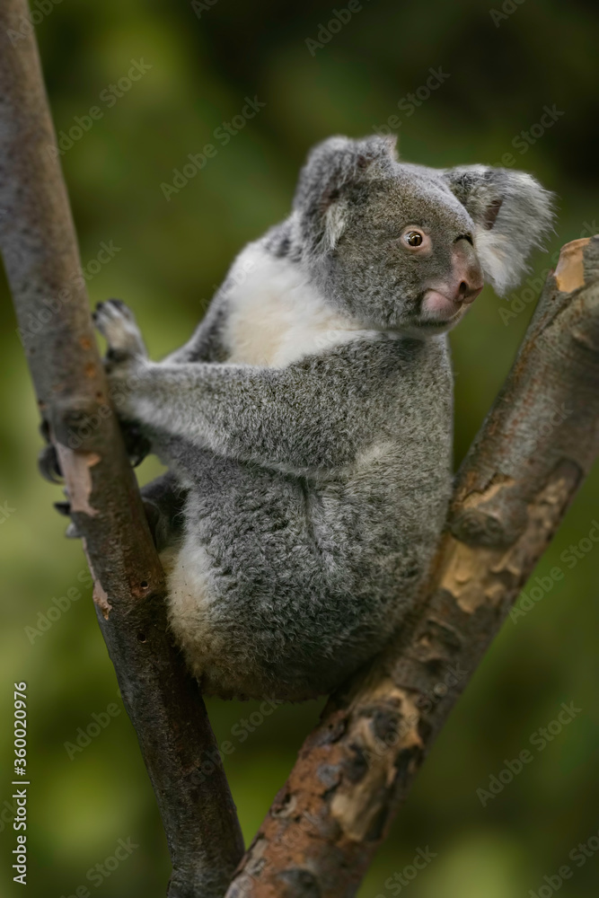 Fototapeta premium Koala Sitting in Eucalyptus Tree