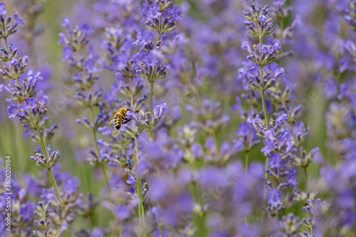 Honey Bee Collecting Pollen From Lavender Flower  Daytime 