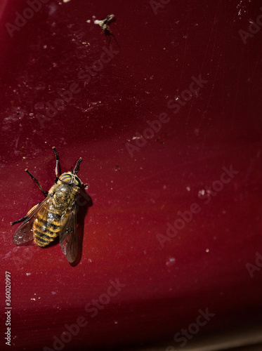 Horse-fly © Arcticphotoworks