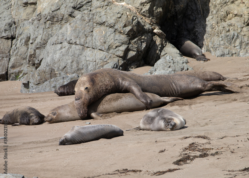 Northern Pacific Elephant Seals on California Coast Northern Pacific Elephant Seals on California Coast