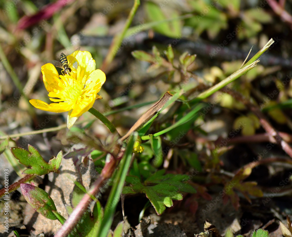 insect on buttercup flower in summer nature insect on buttercup flower in summer nature
