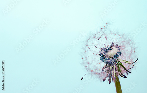 beautiful dandelion on the blue background