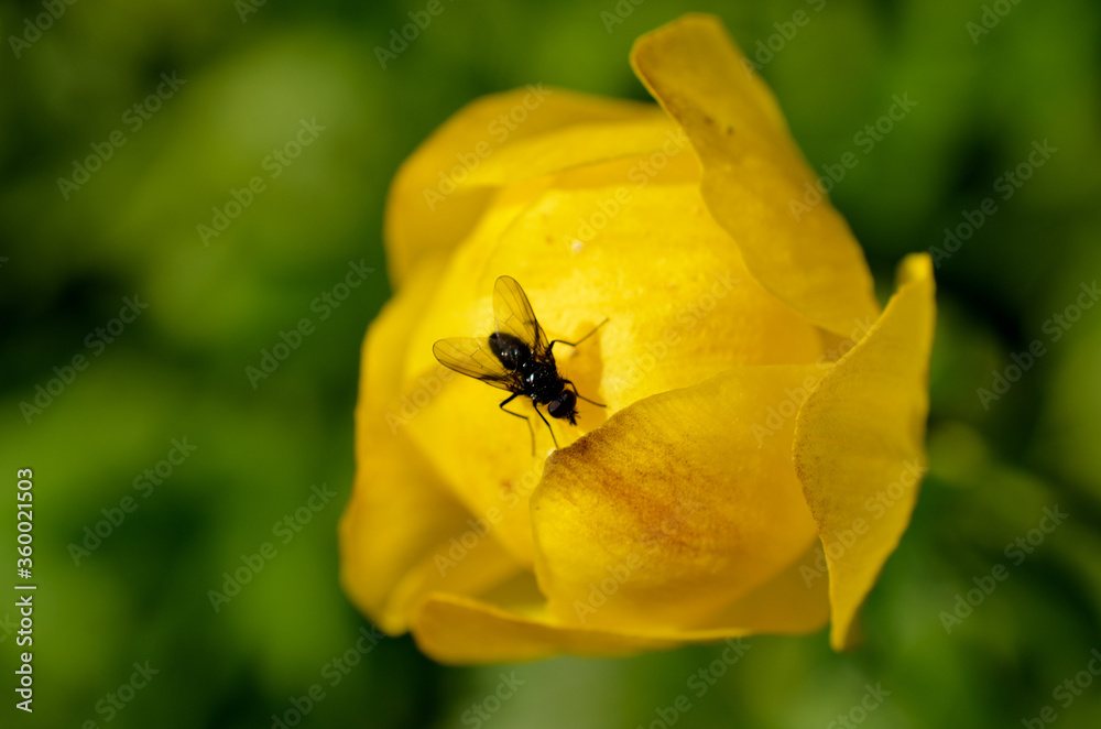 insect on vibrant globe flower in the wild macro insect on vibrant globe flower in the wild macro