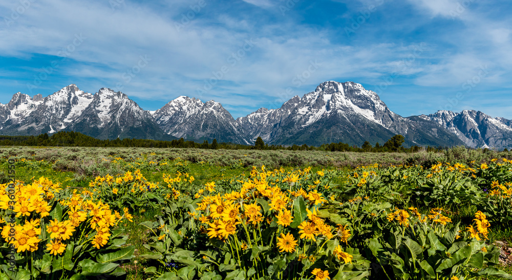 Wild Flowers in the Grand Teton National Park, Wyoming.