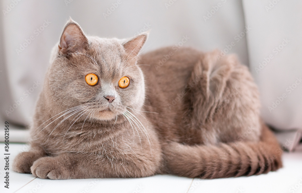 Fototapeta premium british cat sitting on the white floor