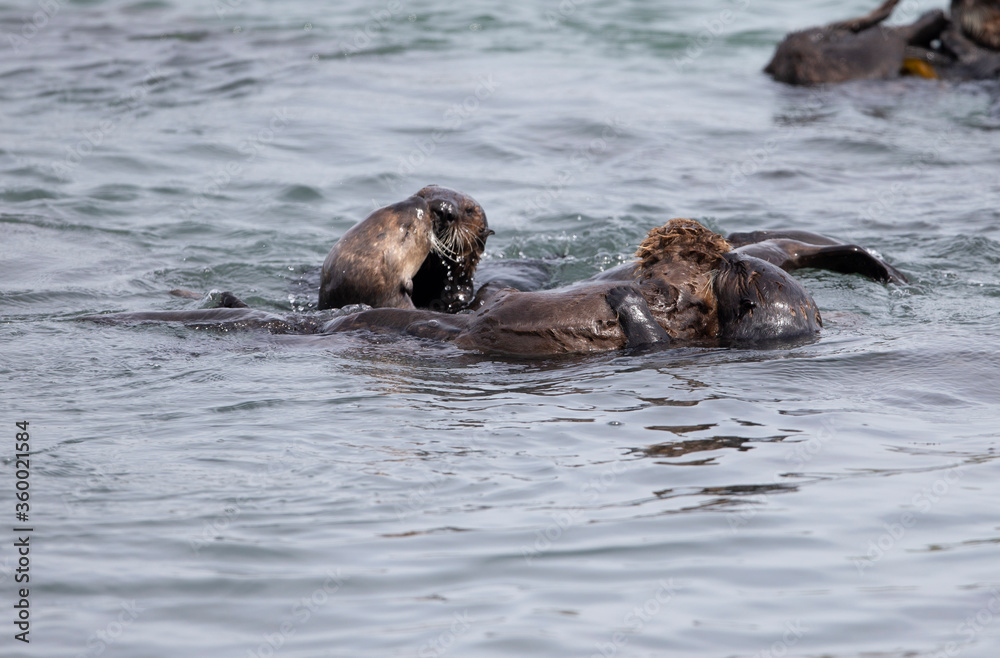 Fototapeta premium Sea Otters at Morro Bay California