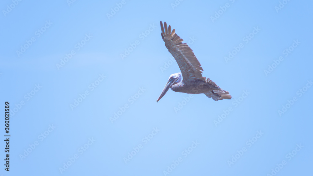 Pelican flying and looking for fishes, Treasure Beach, Jamaica. With copy space Pelican flying and looking for fishes, Treasure Beach, Jamaica. With copy space