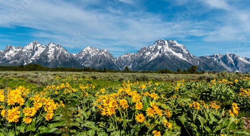 Wild Flowers in the Grand Teton National Park, Wyoming. © Zachary