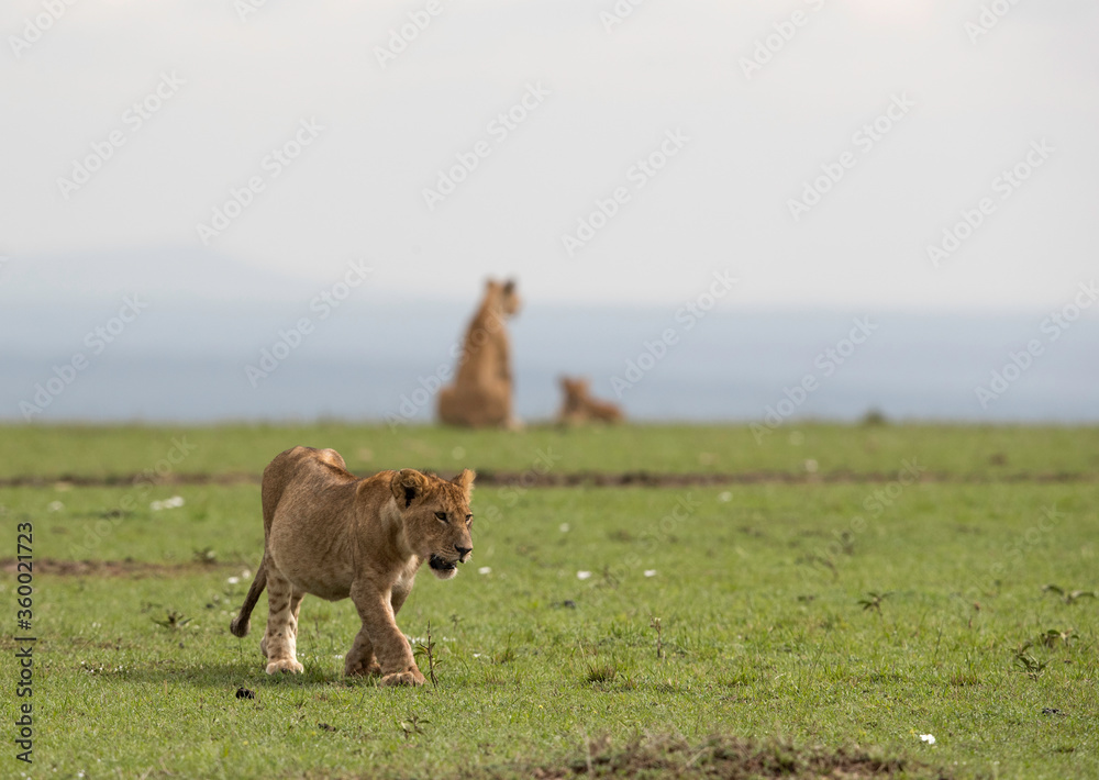 Fototapeta premium Lion cub on walk at Masai Mara grassland, Kenya