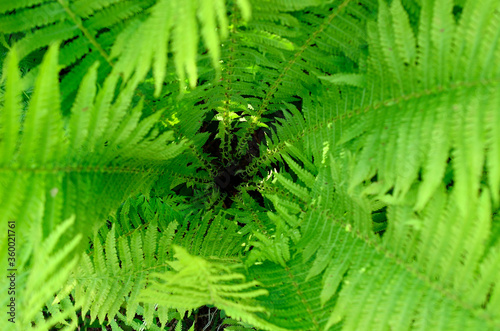 deep green fern plant spiral in summer