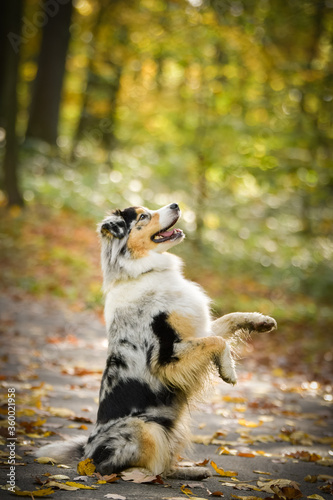 Australian shepherd is begging on the road. She is very happy outside in autumn.