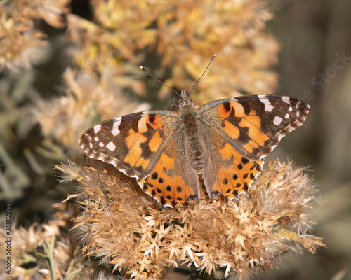 Painted Lady Butterfly