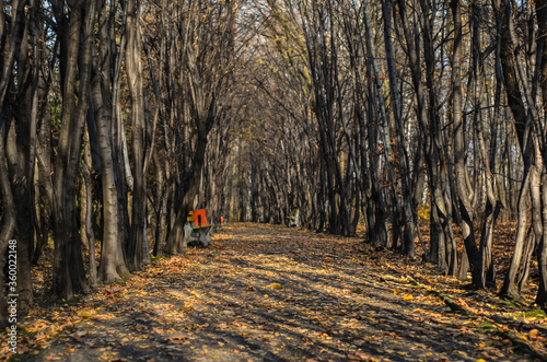 City park in autumn, fall season in the morning Silesia Poland
