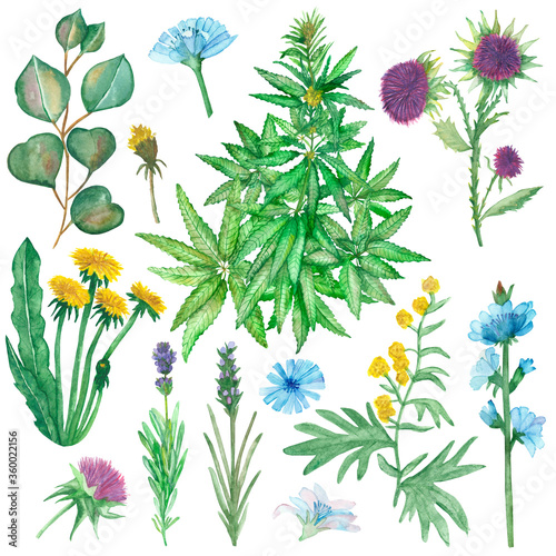 Watercolor hand painted nature herbal plants set with yellow dandelion, wormwood, purple lavender, milk thistle, blue chicory flowers, green hemp weed and eucalyptus leaves motley grass collection
