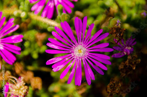 pink cosmos flower