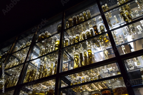 Konstfotografi Shelves with various animals preserved in formaldehyde solution