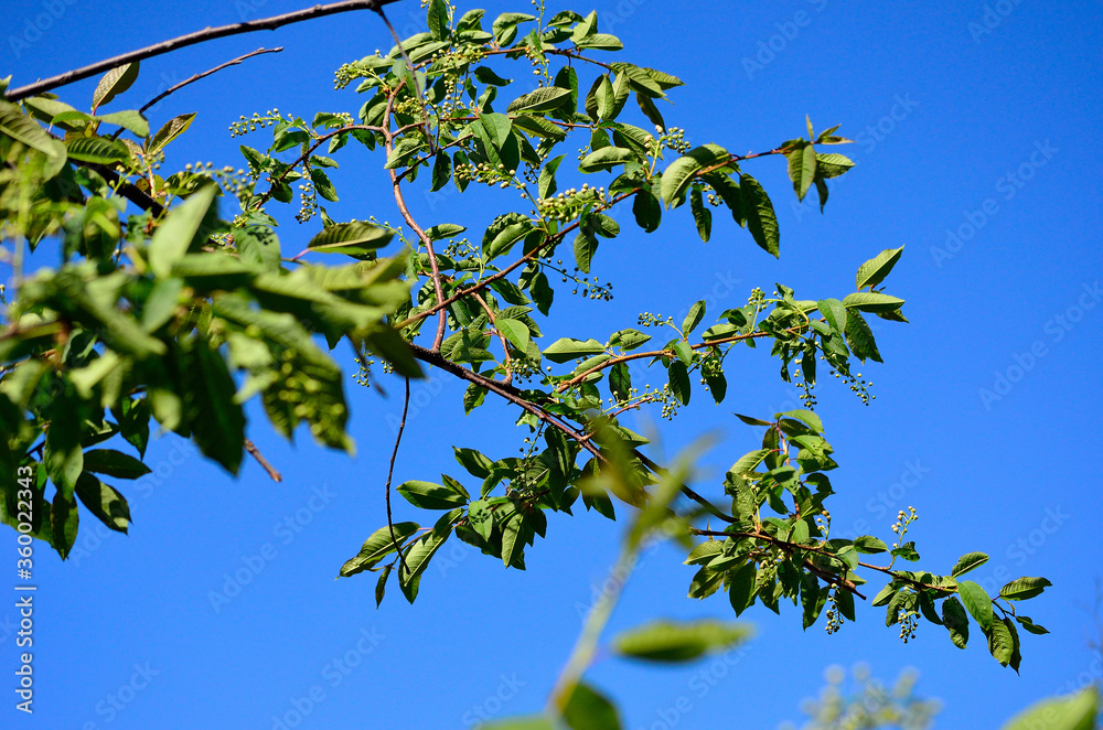 green tree branch with small round fruits on blue sky background green tree branch with small round fruits on blue sky background