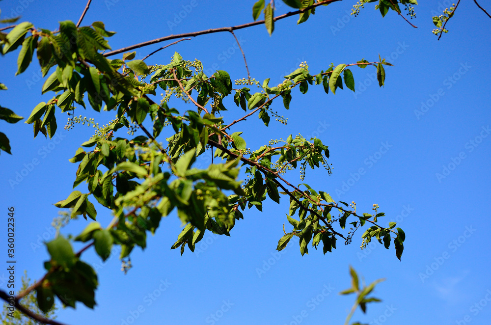 green tree with small berries on blue summer sky background green tree with small berries on blue summer sky background