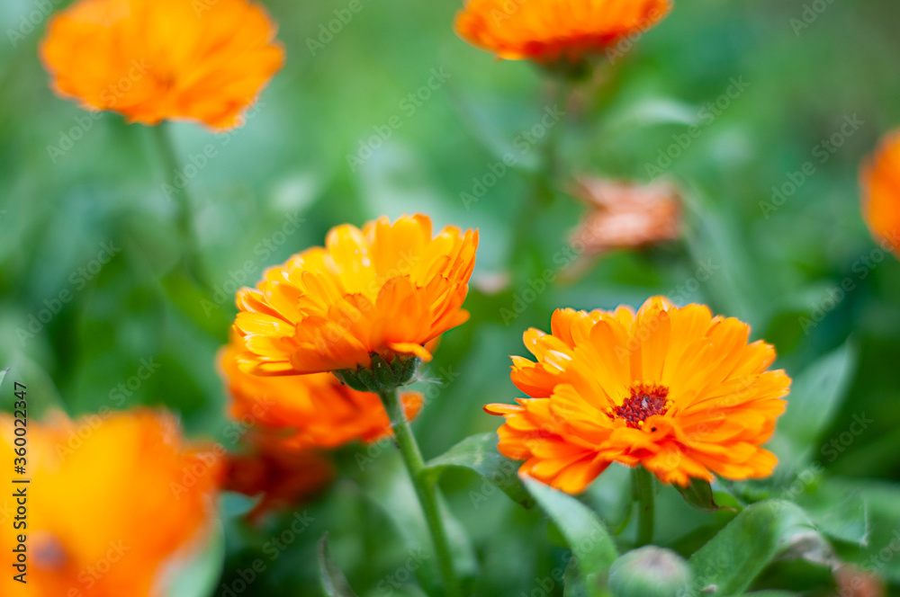 calendula flowers on the nature green background calendula flowers on the nature green background