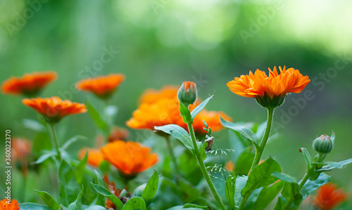 calendula flowers on the nature green background