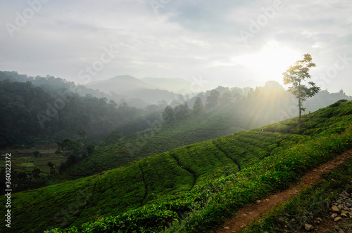 Beautiful landscape of tea plantation with vibrant color and sunbeam on the tea plantation in the Indonesian mountains