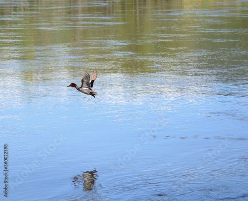 beautiful colourful duck flying low over river water surface in summer © Arcticphotoworks