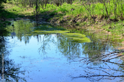 small fresh water pond in forest