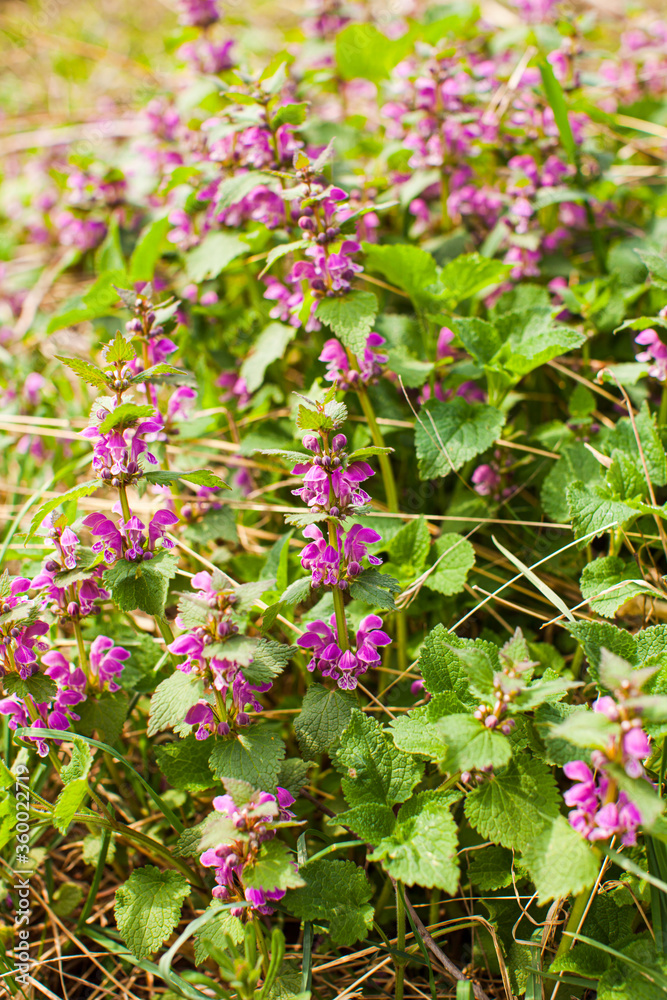 Blooming Dead nettle - Lamium purpureum in its natural environment.