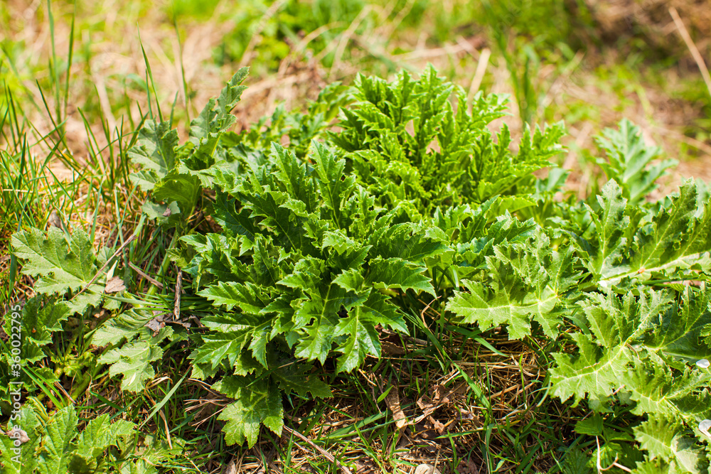Fresh green spring cow parsnip grows close up Fresh green spring cow parsnip grows close up