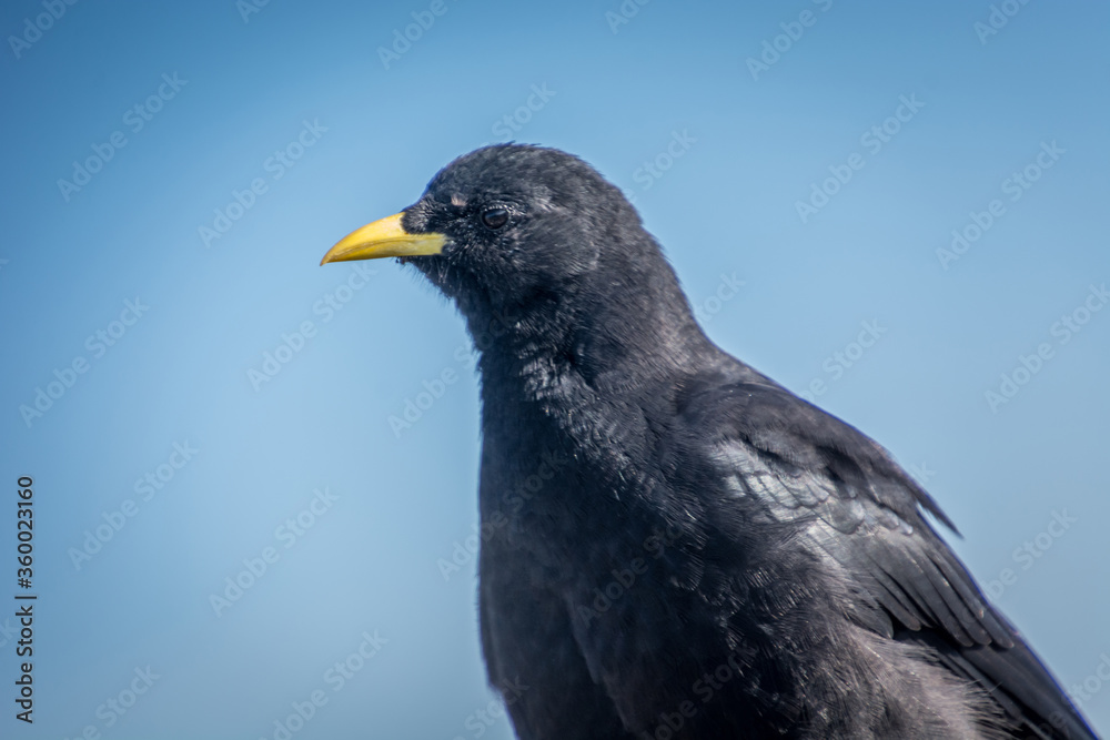 Close up Alpine chough Pyrrhocorax graculus in Alps mountains. A portrait of an alpine chough perched at high altitude