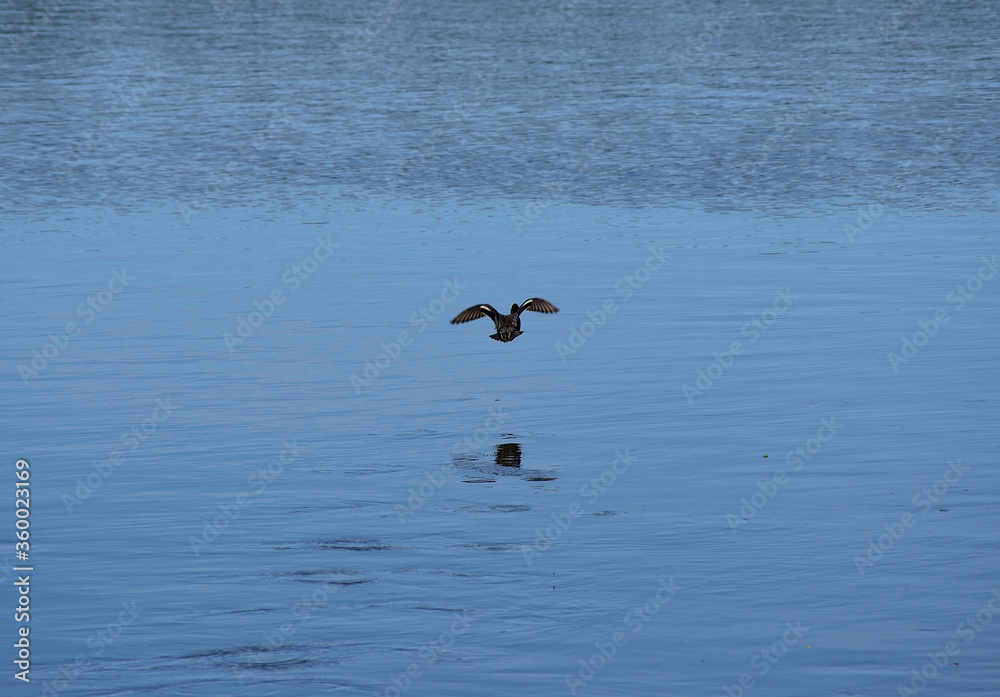 beautiful duck takes off from river water surface in summer beautiful duck takes off from river water surface in summer