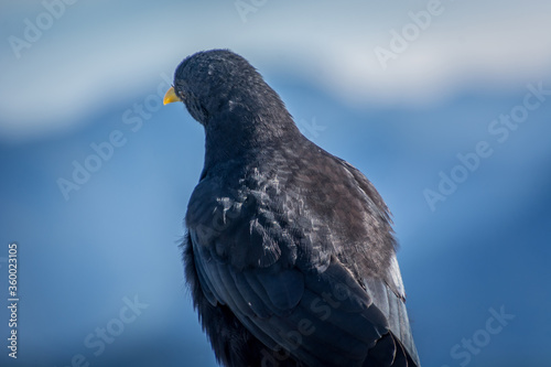 Close up Alpine chough Pyrrhocorax graculus in Alps mountains. A portrait of an alpine chough perched at high altitude