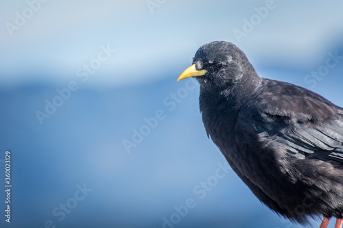 Close up Alpine chough Pyrrhocorax graculus in Alps mountains. A portrait of an alpine chough perched at high altitude