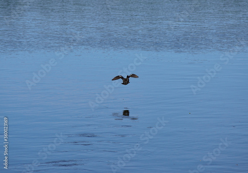 beautiful duck takes off from river water surface in summer © Arcticphotoworks