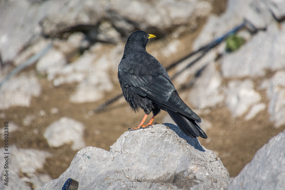 Fototapeta premium Alpine chough stand on rock in Alps mountains on bright sunny day in summer season. Birds on summit of mountain. Shallow depth of field