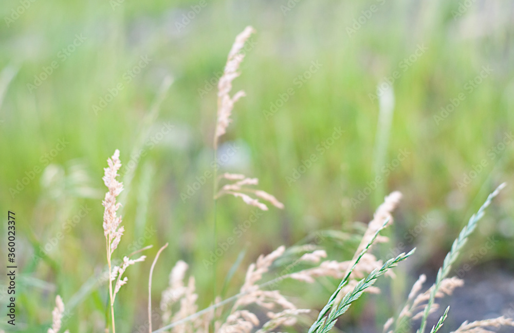 nature spicas on the green background nature spicas on the green background