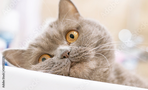 Grey British cat with yellow eyes lie on the table