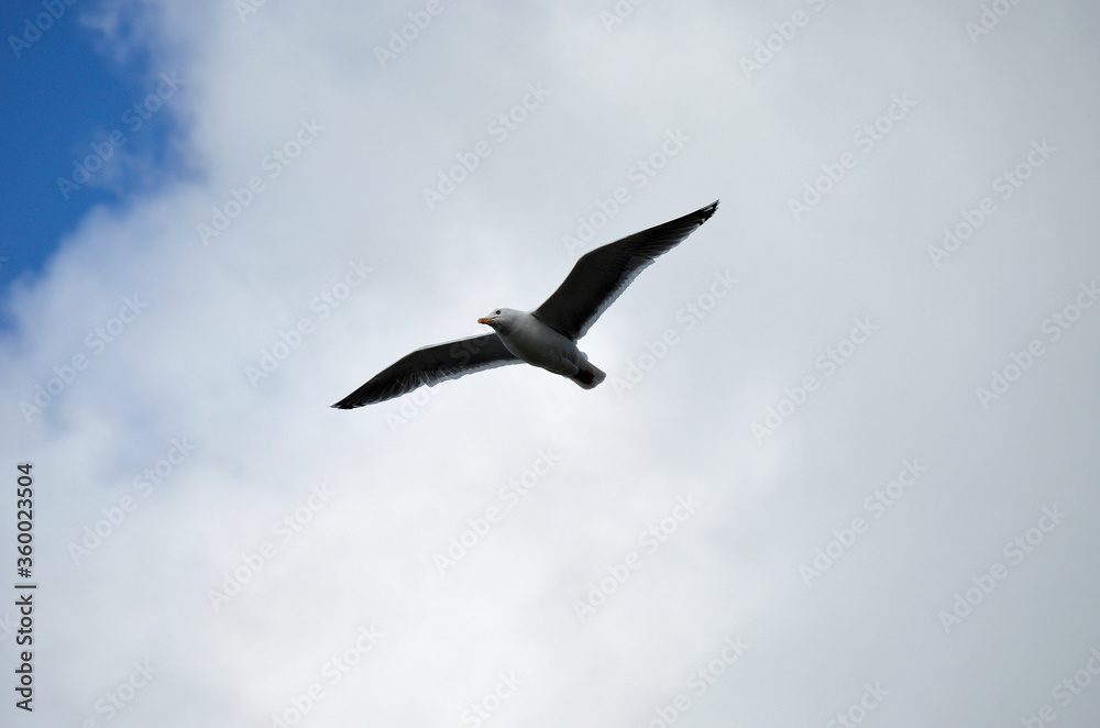 seagull in the sky