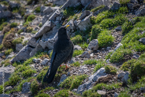 Alpine chough walk on rocks and green grass in Alps mountains on bright sunny day in summer season. Close up black bird in the crow family