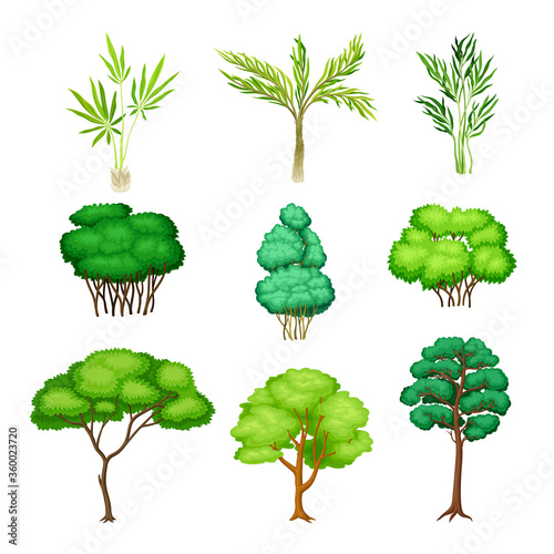 Trees with Exuberant Green Foliage and Trunk Vector Set