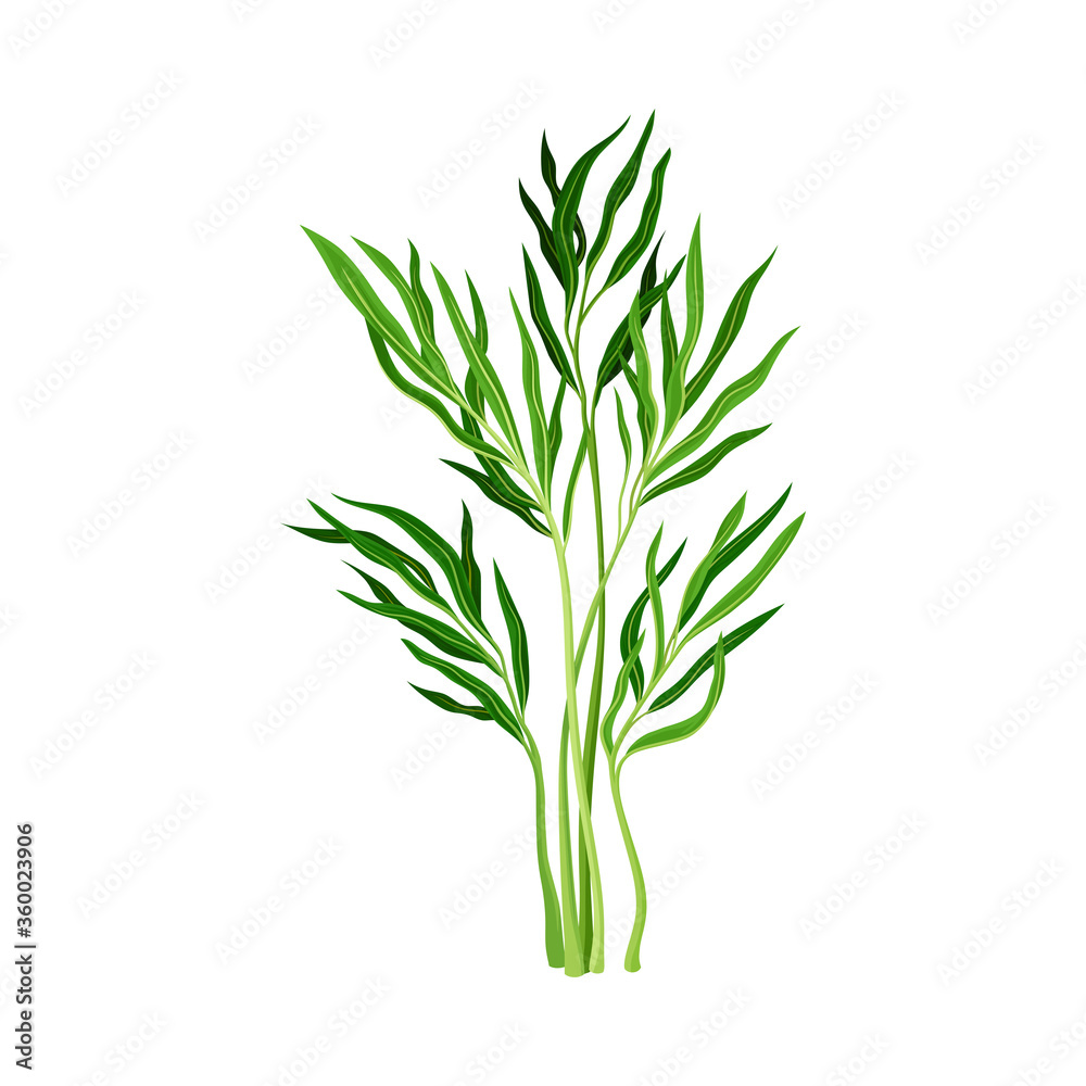 Tropical Tree with Green Foliage and Thin Trunk Vector Illustration