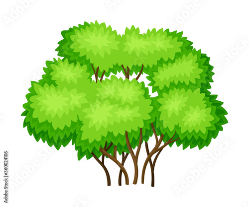 Tree with Exuberant Green Foliage and Trunk Vector Illustration