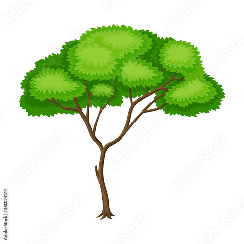 Tree with Exuberant Green Foliage and Trunk Vector Illustration