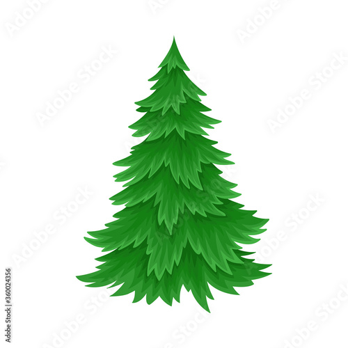 Evergreen Coniferous Fir Tree with Exuberant Foliage Vector Illustration